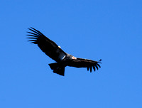 California Condor #33