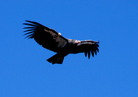 California Condor #33